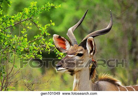 Example of Red-billed Oxpecker on Kudu