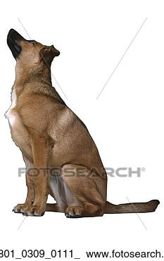 Stock Photo - pooch, animal, 
dog, canine, boxer, 
wildlife, 78. 
fotosearch - search 
stock photos, 
pictures, images, 
and photo clipart