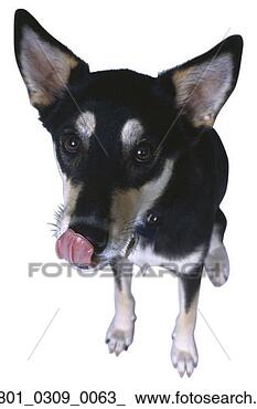 Stock Photo - snout, canine, 
pooch, mutt, dog, 
72. fotosearch 
- search stock 
photos, pictures, 
images, and photo 
clipart