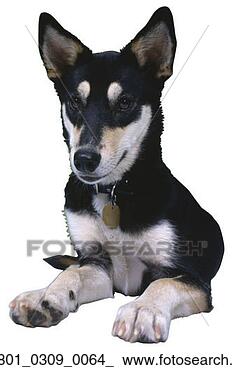 Stock Photo - snout, canine, 
pooch, mutt, dog, 
73. fotosearch 
- search stock 
photos, pictures, 
images, and photo 
clipart