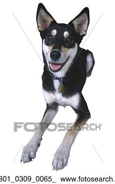 Stock Photo - snout, canine, 
pooch, mutt, dog, 
74. fotosearch 
- search stock 
photos, pictures, 
images, and photo 
clipart