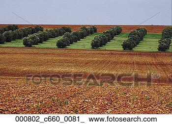 Banco de Imagem - laranjas,  pomar, 
 azeitona,  paisagem, 
 campos,  ao ar 
livre,  europa. 
fotosearch - busca 
de fotos, imagens 
e clipart