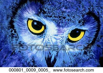 Stock Photo - carnivorous, beak, 
birds, bird, beaks, 
close, owl. fotosearch 
- search stock 
photos, pictures, 
images, and photo 
clipart