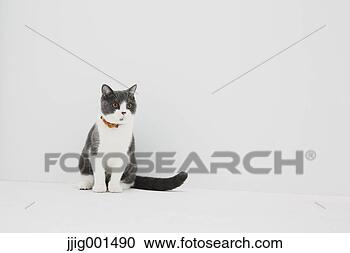 免版税(RF)类图片 - 英国人, 短的头发, 猫, 在怀