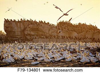 Stock Photography - cape gannets (morus 
capensis) lambert's 
bay south africa. 
fotosearch - search 
stock photos, 
pictures, images, 
and photo clipart