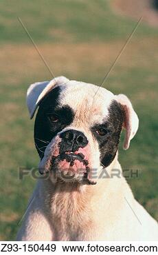 Stock Photograph - dog. fotosearch 
- search stock 
photos, pictures, 
images, and photo 
clipart