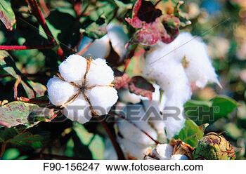 Picture - cotton plants 
california usa. 
fotosearch - search 
stock photos, 
pictures, images, 
and photo clipart