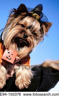 Stock Photo - yorkshire terrier 
in a halloween 
costume. fotosearch 
- search stock 
photos, pictures, 
images, and photo 
clipart