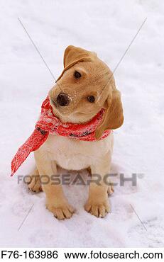 Stock Photo - puppy. fotosearch 
- search stock 
photos, pictures, 
images, and photo 
clipart