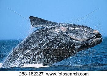 Picture - southern right 
whale (eubalaena 
australis). fotosearch 
- search stock 
photos, pictures, 
images, and photo 
clipart
