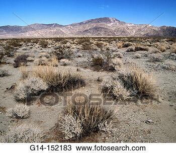 Stock Photo - creosote bush 
pinto basin joshua 
tree np california 
usa. fotosearch 
- search stock 
photos, pictures, 
images, and photo 
clipart