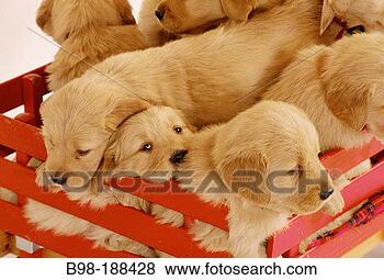 Stock Photo - golden retriever 
puppies. fotosearch 
- search stock 
photos, pictures, 
images, and photo 
clipart