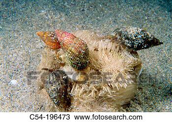 Stock Photo - netted nassa (nassarius 
reticulatus) eating 
a sea urchin. 
fotosearch - search 
stock photos, 
pictures, images, 
and photo clipart