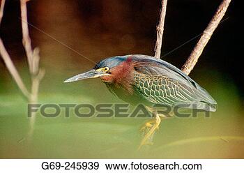 Stock Photograph - a green heron 
(butorides virescens) 
everglades florida 
usa. fotosearch 
- search stock 
photos, pictures, 
images, and photo 
clipart