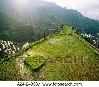 Picture - rice terraces 
banaue cordillera 
central philippines. 
fotosearch - search 
stock photos, 
pictures, images, 
and photo clipart