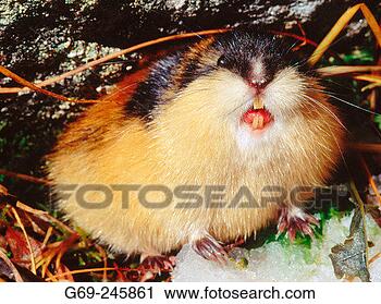 Stock Photography - a threatening 
lemming (lemmus 
lemmus). fotosearch 
- search stock 
photos, pictures, 
images, and photo 
clipart