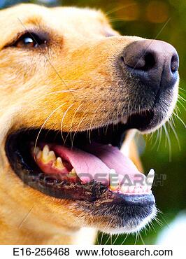 Stock Photo - happy dog. fotosearch 
- search stock 
photos, pictures, 
images, and photo 
clipart