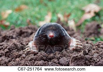 Stock Photo - mole (talpa europaea). 
fotosearch - search 
stock photos, 
pictures, images, 
and photo clipart