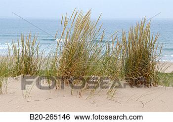 Stock Photo - ammophila arenaria 
dunas de liencres 
natural park cantabria 
spain. fotosearch 
- search stock 
photos, pictures, 
images, and photo 
clipart