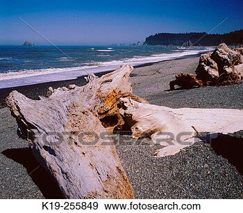 Download this Drift Logs Along Rialto Beach Olympic Seashore National picture