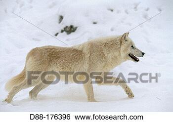 Wolf  Pics - Page 2 Arctic-wolf-canis_~D88-176396