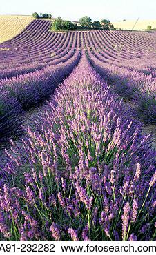 Stock Photo - blossoming lavender 
fields valensole 
alpes de haute 
provence provence. 
fotosearch - search 
stock photos, 
pictures, images, 
and photo clipart
