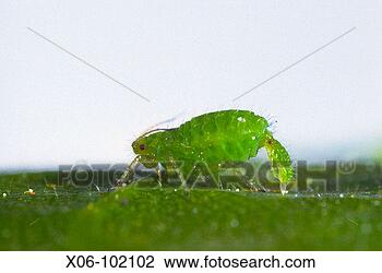 Stock Photo - aphid. fotosearch 
- search stock 
photos, pictures, 
images, and photo 
clipart