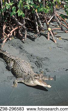 Stock Photo - indopacific or 
estuarine crocodile 
(crocodylus porosus) 
sunbathing on. 
fotosearch - search 
stock photos, 
pictures, images, 
and photo clipart