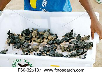 Picture - bin with loggerhead 
turtle (caretta 
caretta) hatchlings 
is displayed. 
fotosearch - search 
stock photos, 
pictures, images, 
and photo clipart