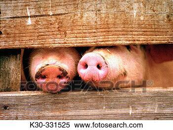 two-pigs-snouts_~K30-331525.jpg