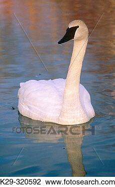 Stock Photo - trumpeter swan 
(cygnus buccinator) 
adult in fielding 
park bird. fotosearch 
- search stock 
photos, pictures, 
images, and photo 
clipart
