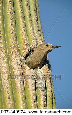 Stock Photo - gila woodpecker 
(melanerpes uropygialis) 
feeds on nectar 
and insects. fotosearch 
- search stock 
photos, pictures, 
images, and photo 
clipart