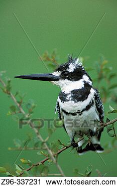 Stock Photography - lesser pied kingfisher 
(ceryle rudis) 
masai mara, kenya. 
fotosearch - search 
stock photos, 
pictures, images, 
and photo clipart