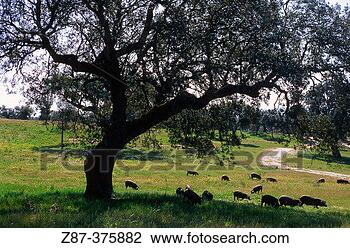 Stock Photo - iberian pigs near 
monfrague natural 
park cáceres province 
spain. fotosearch 
- search stock 
photos, pictures, 
images, and photo 
clipart