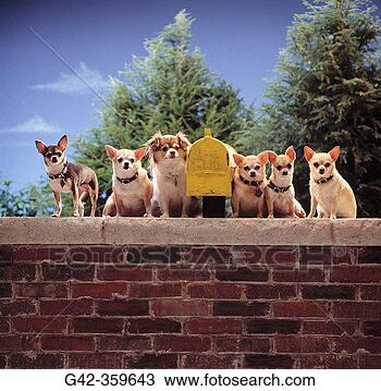 Stock Photo - chihuahas guarding 
mailbox. fotosearch 
- search stock 
photos, pictures, 
images, and photo 
clipart