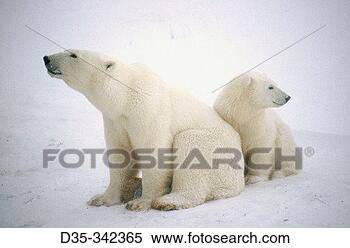 Stock Image - polar bear (ursus 
maritimus),  mother 
and cub churchill 
manitoba. fotosearch 
- search stock 
photos, pictures, 
images, and photo 
clipart