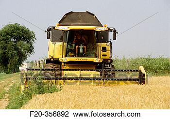 Stock Photo - reaping collio 
region, friuli-venezia 
giulia, italy. 
fotosearch - search 
stock photos, 
pictures, images, 
and photo clipart