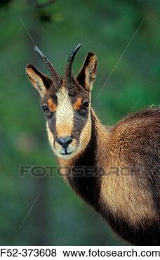 Stock Photo - alpine chamois 
(rupicapra rupicapra). 
fotosearch - search 
stock photos, 
pictures, images, 
and photo clipart