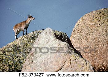 Picture - ibex (capra pyrenaica). 
fotosearch - search 
stock photos, 
pictures, images, 
and photo clipart
