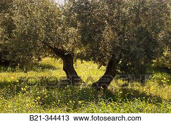 Stock Photo - olive grove near 
carcabuey córdoba 
province, spain. 
fotosearch - search 
stock photos, 
pictures, images, 
and photo clipart