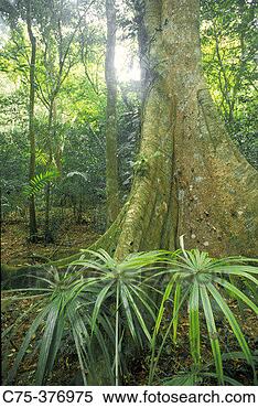 Stock Image - rainforest interior 
and butressed 
tree tikal national 
park guatemala. 
fotosearch - search 
stock photos, 
pictures, images, 
and photo clipart