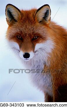 Stock Photo - red fox (vulpes 
vulpes) lycksele, 
västerbotten, 
sweden. fotosearch 
- search stock 
photos, pictures, 
images, and photo 
clipart