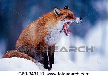 Stock Photography - red fox (vulpes 
vulpes) lycksele, 
västerbotten, 
sweden. fotosearch 
- search stock 
photos, pictures, 
images, and photo 
clipart