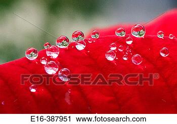 Stock Photography - dew drops on poinsettia 
(euphorbia pulcherrima) 
leaf. fotosearch 
- search stock 
photos, pictures, 
images, and photo 
clipart