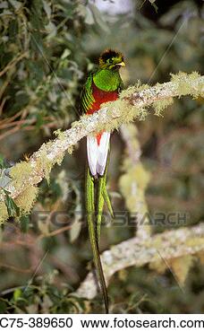Stock Photography - resplendent (or 
guatemalan) quetzal 
(pharomachrus 
mocinno) costa 
rica. fotosearch 
- search stock 
photos, pictures, 
images, and photo 
clipart