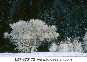 Stock Photo - trees covered 
in frost dark 
forest in background 
davos,  graubuenden. 
fotosearch - search 
stock photos, 
pictures, images, 
and photo clipart