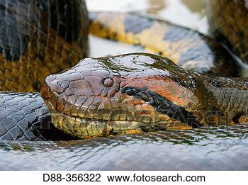 Stock Photo - yellow anaconda 
(eunectes notaeus) 
venezuela. fotosearch 
- search stock 
photos, pictures, 
images, and photo 
clipart