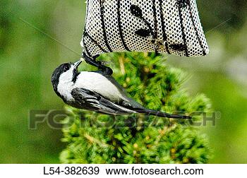 Stock Photograph - birds eating seed 
at a bird feeder 
feeding station. 
fotosearch - search 
stock photos, 
pictures, images, 
and photo clipart