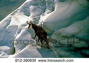 Stock Photograph - chamois winter 
gran paradiso 
nat park italy. 
fotosearch - search 
stock photos, 
pictures, images, 
and photo clipart