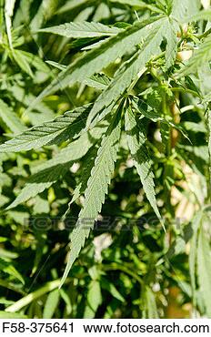 Stock Photography - marijuana. fotosearch 
- search stock 
photos, pictures, 
images, and photo 
clipart
